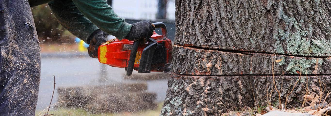 mężczyzna wycina piłą drzewo stojące przed domem
