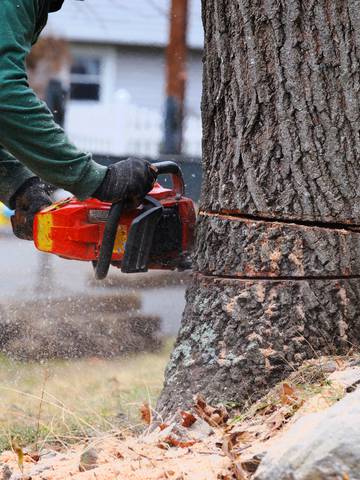 Wycinka drzew – jakie drzewa można wycinać bez zezwolenia?  Przepisy, terminy i cennik