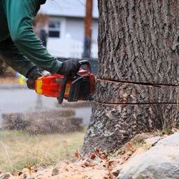 Wycinka drzew – jakie drzewa można wycinać bez zezwolenia?  Przepisy, terminy i cennik