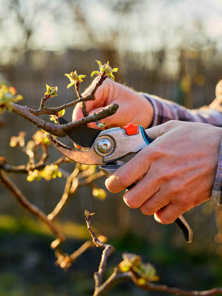 Przycinanie drzew owocowych – kiedy i jak wykonać cięcie drzew owocowych?