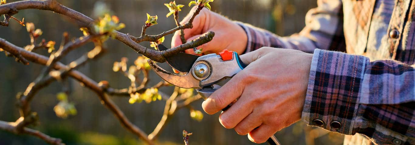 zbliżenie na rękę ogrodnika przycinającego drzewo