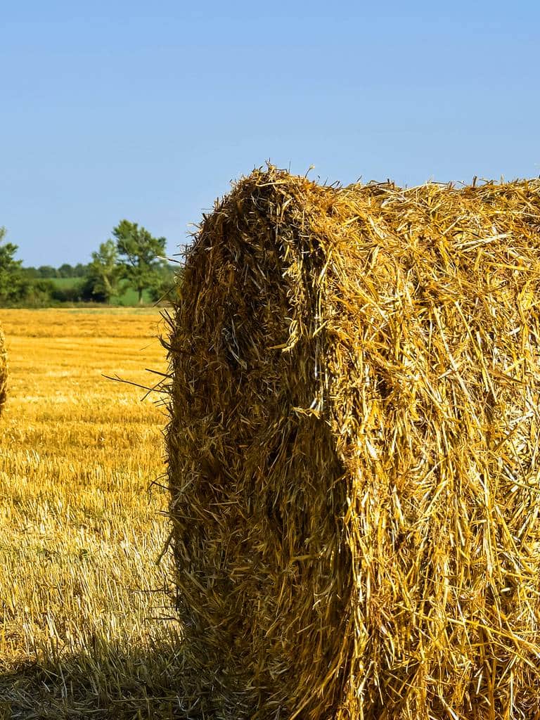 Jak przekształcić działkę rolną na budowlaną? Odrolnienie działki krok po kroku