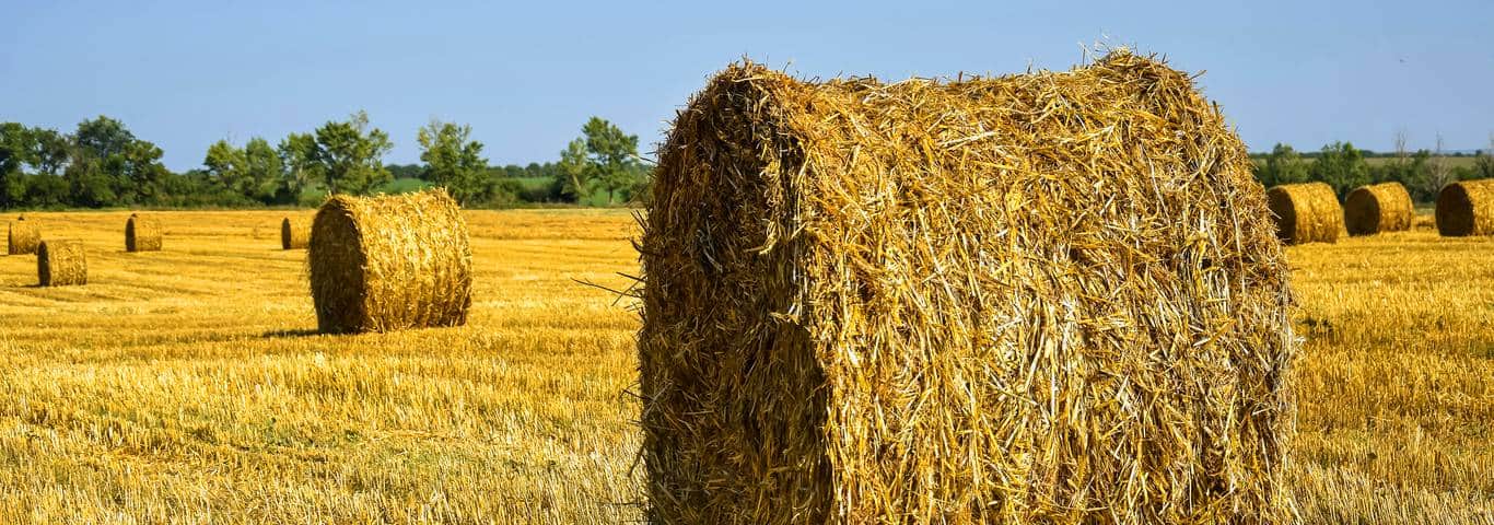 zbliżenie na okrągłą belę słomy na działce rolnej
