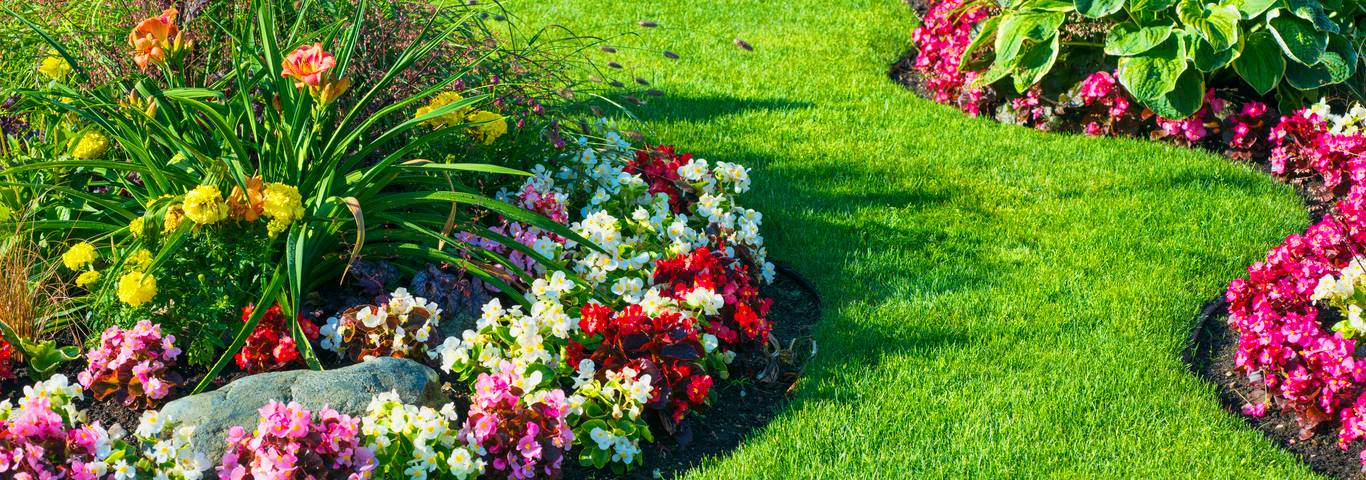 przydomowy ogród z kolorowymi rabatami kwiatów w rozkwicie