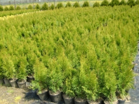 THUJA TUJA SMARAGD SZMARAGD 80CM