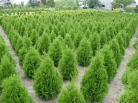 THUJA TUJA SMARAGD SZMARAGD 100CM
