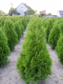 THUJA TUJA SMARAGD SZMARAGD 120CM