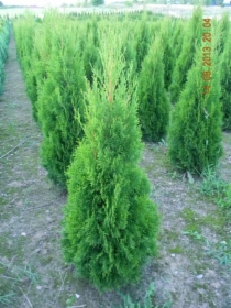 THUJA TUJA SMARAGD SZMARAGD 130-140CM