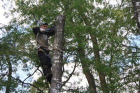 WYCINKA I PIELĘGNACJA DRZEW {metodą alpinistyczną}