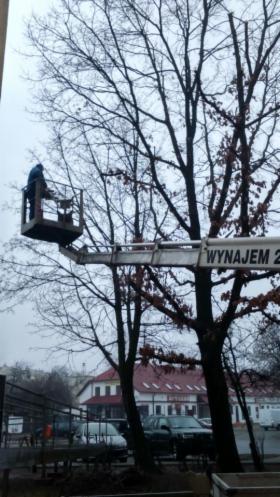 Wycinka i pielęgnacja drzew - Elbląg Pasłek Braniewo