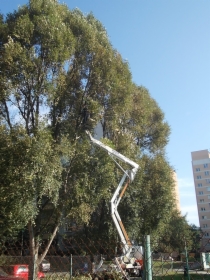 Wycinka drzew. Pielęgnacja zieleni