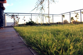 Zakładanie trawników