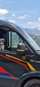 Przewóz Zwierząt Domowych