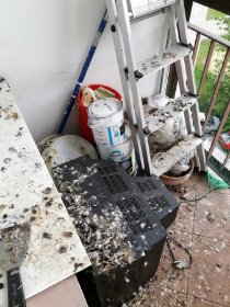Sprzątanie i dezynfekcja balkonu po gołębi odchodach