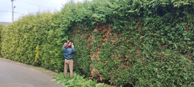 Przycinanie żywopłotów