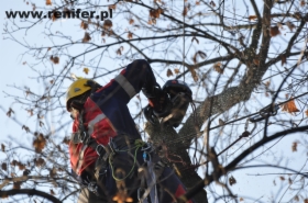 Przycinanie gałęzi, wycinka drzew, metodami alpinistycznymi