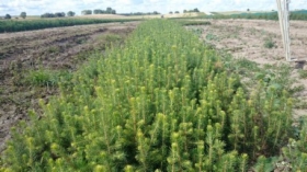 świerk pospolity - picea abies, sadzonki z gruntu