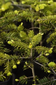 Jodła kaukaska - abies nordmanniana - sadzonki jodły na choinki, jodła na choinke, jodla, jodly