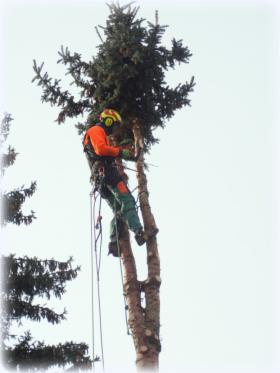Wycinka drzew z lin i podnośnika