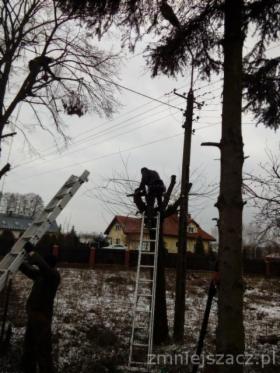 Wycinka drzew,pielęgnacja drzew,uprzątanie działek