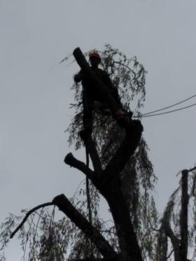 Ścianka pielęgnacja drzew w trudnych warunkach i pielęgnacja ogrodów