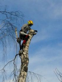 Wycinanie oraz pielęgnacja drzew i krzewów.