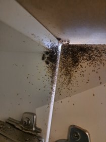 Zwalczanie pluskiew: oprysk lub zamgławianie ULV