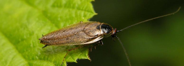 Dezynsekcja Wrocław