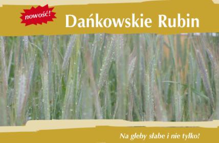 Kwalifikowane nasiona siewne żyto ozime Dańkowskie Rubin C1