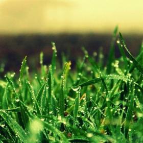 pielęgnacja ogrodów