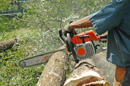 Oczyszczanie zarośniętych terenów z drzew i traw ogrodnictwo usługi