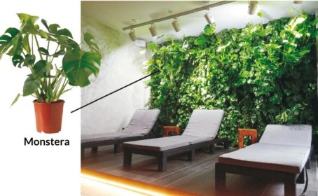 zielone ściany z żywych roślin - ogród wertykalny