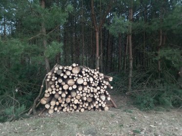 kompleksowe zarządzanie lasem