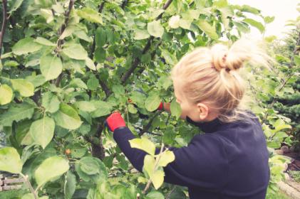 Pielęgnacja zieleni i opieka nad ogrodami