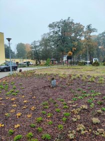 Sadzenie drzew i  krzewów ozdobnych, nasadzenia zastępcze, nasadzenia żywopłotowe