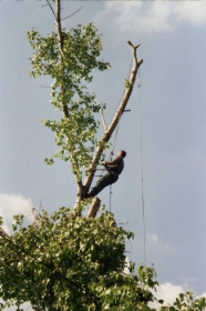 Wycinka drzew,Mycie dachów,Impregnowanie elewacji,Wieszanie reklam,Trawniki,Czyszczenie rynien,