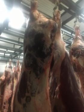 Usługa uboju bydła i świń