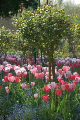 Cebule tulipanów