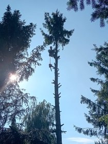 Wycinka drzewa metodą alpinistyczną