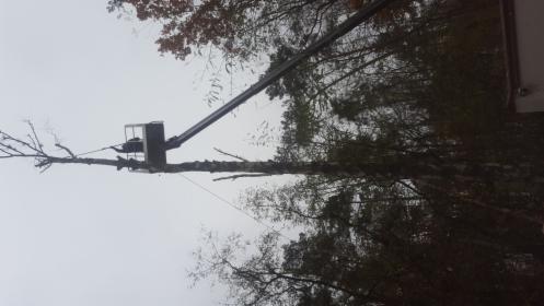 Wycinka i pielęgnacja drzew,usługi koparko ładowarki