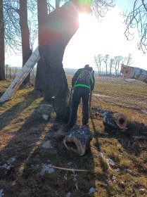 Wycinka drzew i krzewów