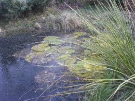 projektowanie i aranżacja ogrodów i zieleni wokół firm