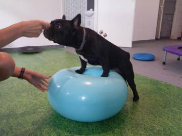 Rehabilitacja zwierzą / Zoofizjoterapia