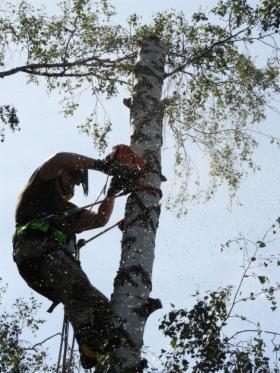 Wycinka Drzew metodą Alpinistyczną I tradycyjną