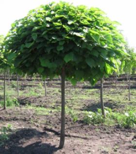 Sprzedaż drzew liściastych +nasadzenia i pielęgnacja