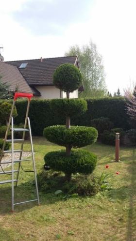 Pielęgnacja ogrodów, wykonywanie oprysków  ów przeciw szkodniką