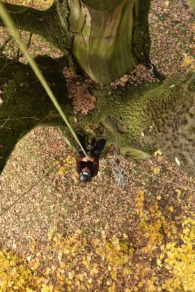 Konserwacja parków zabytkowych i pomników przyrody