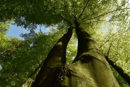 Zabezpieczanie drzew przed rozłamaniem