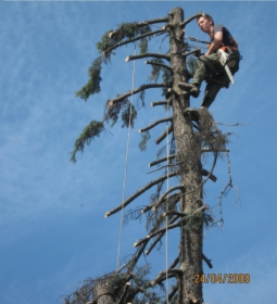 pielęgnacja zakładanie ogrodów