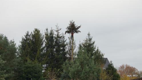 Pielęgnacja i Wycinka drzew